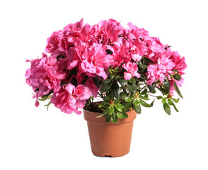 Beautiful blooming azalea in pot on white background