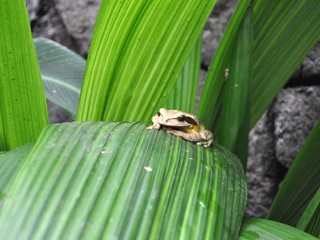 Grenouille, Garden paz, Costa rica