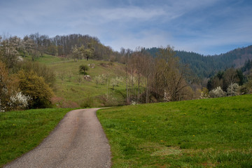 Fototapeta na wymiar Panorama Landschaft im Schwarzwald