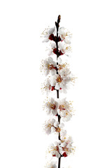 Beautiful blossoming branch on white background