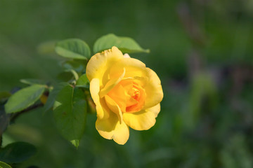Yellow rose in the garden.