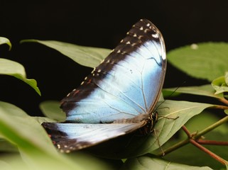 Papillon, Garden paz, Costa Rica