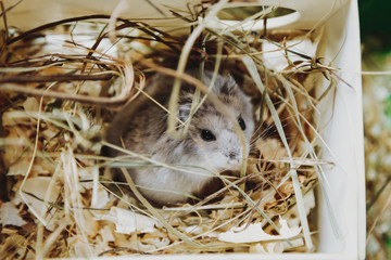 Hamster in his house - 260687234