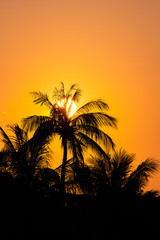 Fototapeta na wymiar Coconut tree at sunset
