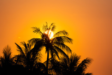 Coconut tree at sunset