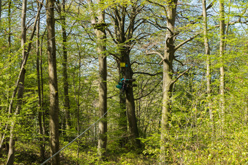 Fototapeta premium Parcours d'Accrobranche en forêt avec personne en action 