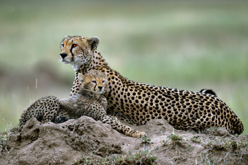 Cheetah