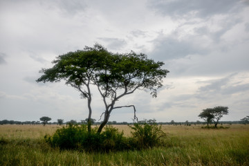 Obraz premium Landscape in Queens Elizabeth