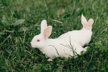 White beautiful hares on a green grass background.