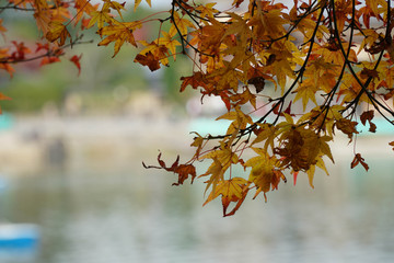 autumn leaves on tree
