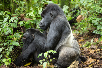 A large endangered Silverback  Gorilla (Gorilla beringei beringei) mating, Rwanda.