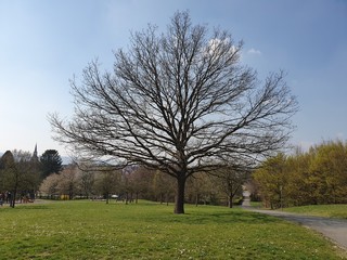 Obraz premium Bad Münder, Kurpark