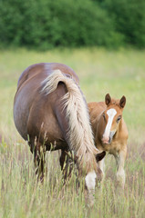 Naklejka na ściany i meble Pregnant horse tilted his head and nibbles the grass on a green meadow and the foal looks