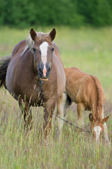 Pregnant horse and foal chewing grass on a green meadow in the summer