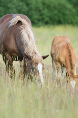 Naklejka na ściany i meble Pregnant horse and foal bowed their heads and chew grass on a green meadow