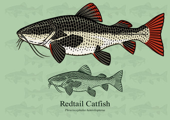 Fototapeta premium Redtail Catfish. Vector illustration with refined details and optimized stroke that allows the image to be used in small sizes (in packaging design, decoration, educational graphics, etc.)