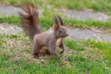 Naklejka na ściany i meble Squirrel on the grass