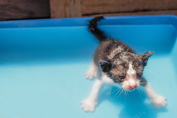a cute small kitten black and white color bathing with soap in fresh water blue tank background.