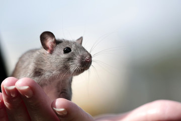 Cute little rat with mustache on woman's hand close up