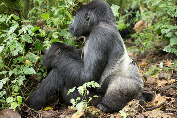 A large endangered Silverback  Gorilla (Gorilla beringei beringei) mating, Rwanda