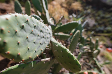 Opuntia ficus-indica. Prickly pear, indian fig. Ripe tasty fruits. Cactus close-up shot 