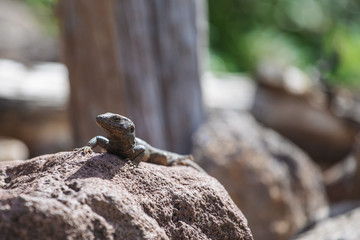 Lizard close up. Wild nature and animal background. Wildlife, reptile