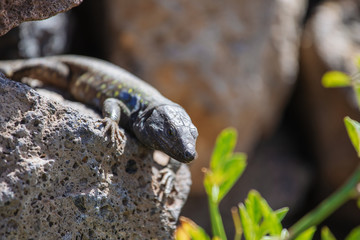 Lizard close up. Wild nature and animal background. Wildlife, reptile