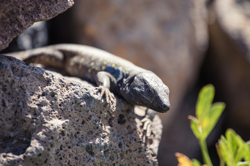 Lizard close up. Wild nature and animal background. Wildlife, reptile