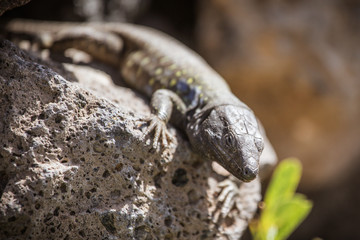 Lizard close up. Wild nature and animal background. Wildlife, reptile