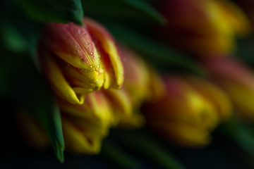 Frische Tulpen Makro