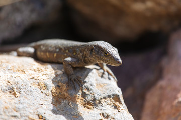 Lizard close up. Wild nature and animal background. Wildlife, reptile