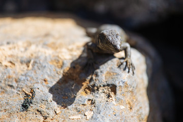 Lizard close up. Wild nature and animal background. Wildlife, reptile