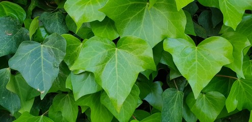 green leaves background Yedra