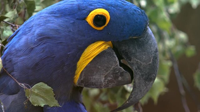 Beautiful Blue Parrot Playing, The Hyacinth Blue Macaw (Anodorhynchus Hyacinthinus)