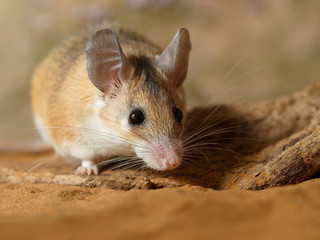 Close-up female spiny mouse  (Acomys cahirinus) hiding behind the snag in the sand. Small DoF focus put only to head of mouse.