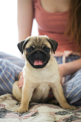Pug puppy at hostess in her arms, Caucasian woman