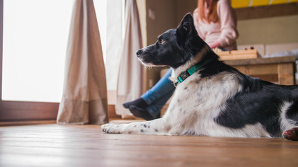 Dog on home floor watching outside