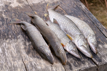 five gutted pike lying on a wooden table outside prepared for cooking on the grill