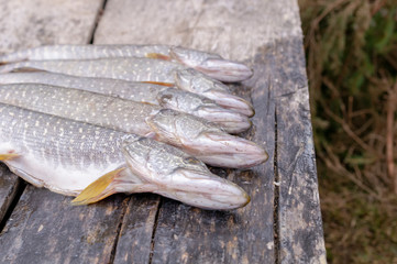 freshly caught pike, lying on a wooden table in the street close-up.