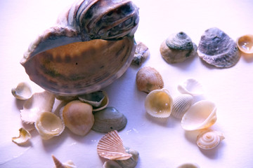 seashells