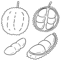vector set of durian