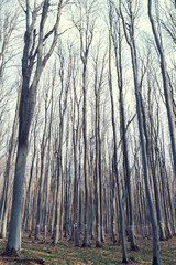 Vertical image Trees with numbers on it in a deciduous forest in the mountain Selective focus.jpg