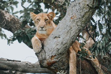 Lion Tree in Queens Elizabeth