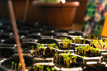 Fresh young green seedlings having just germinated in soil slowly rise above the soil with a very shallow depth of field