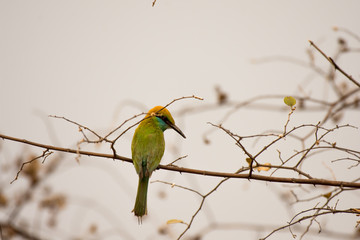 bird, bee-eater, bee, animal, green, nature, wildlife, eater, colorful, merops, branch, wild, beak, blue, color, yellow, beautiful, feather, red, senegal, merops apiaster, thailand, birds, apiaster, e