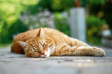 Katze beim relaxen