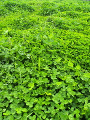 ツメクサ茂る春の野原風景