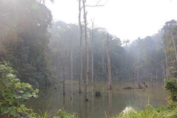 Obraz premium foggy morning in the forest