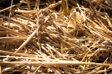 straw for nest building or background