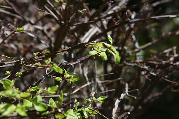 Obraz premium Winged spindle tree (Euonymus alatus)